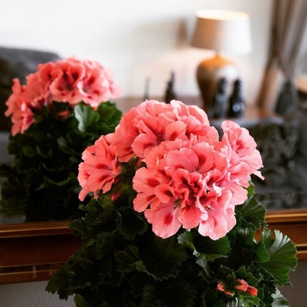 Королевская пеларгония: красивые сорта, правила выращивания и ухода, 32 фото