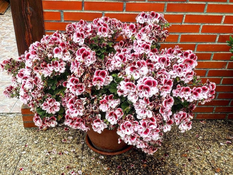 Королевская пеларгония: красивые сорта, правила выращивания и ухода, 32 фото