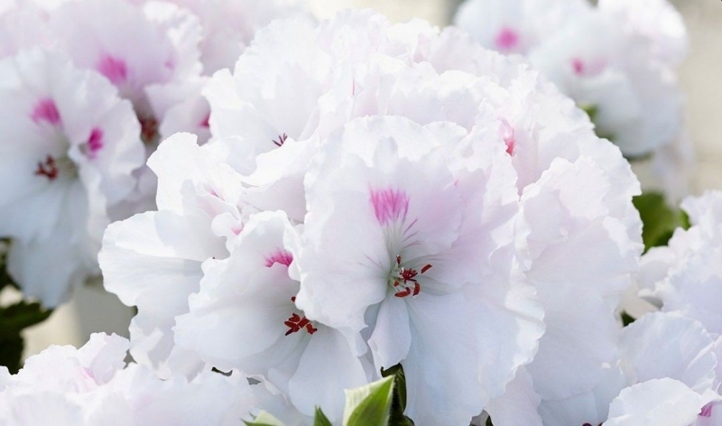 Королевская пеларгония: красивые сорта, правила выращивания и ухода, 32 фото