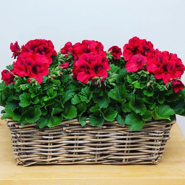 Королевская пеларгония: красивые сорта, правила выращивания и ухода, 32 фото