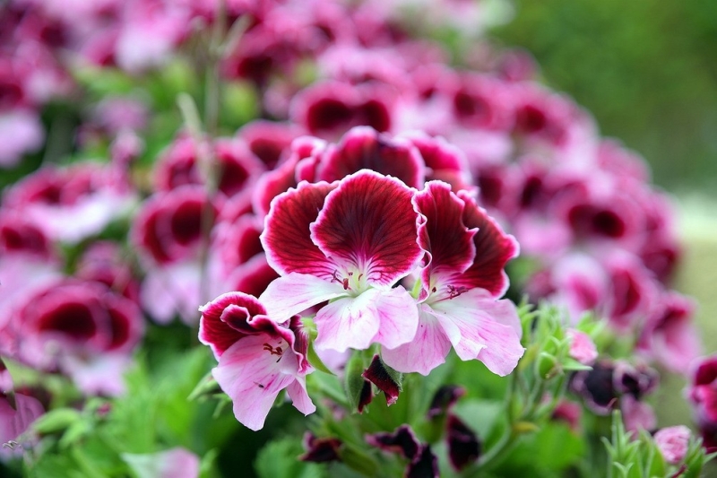Королевская пеларгония: красивые сорта, правила выращивания и ухода, 32 фото