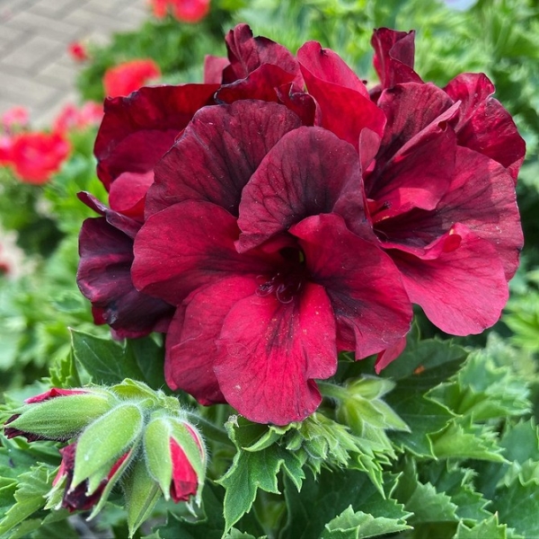 Королевская пеларгония: красивые сорта, правила выращивания и ухода, 32 фото