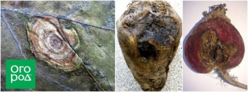 Чем болеет свекла: определяем по урожаю