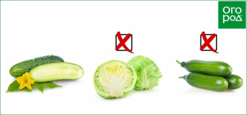 Что можно посадить на грядке после огурцов – планируем посадки на будущий год