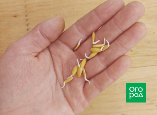 Почему дыня несладкая – 7 основных причин