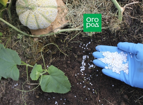 Почему дыня несладкая – 7 основных причин