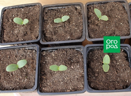 Почему дыня несладкая – 7 основных причин