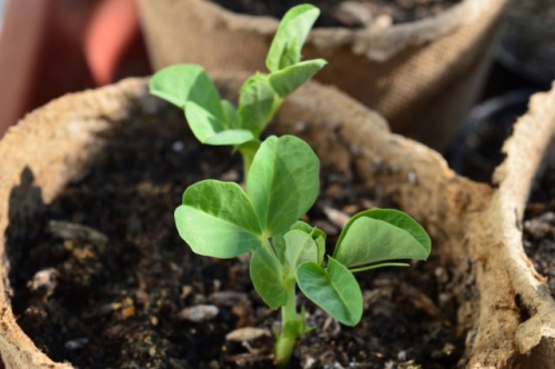 Спаржевый горох: и вкусно, и красиво