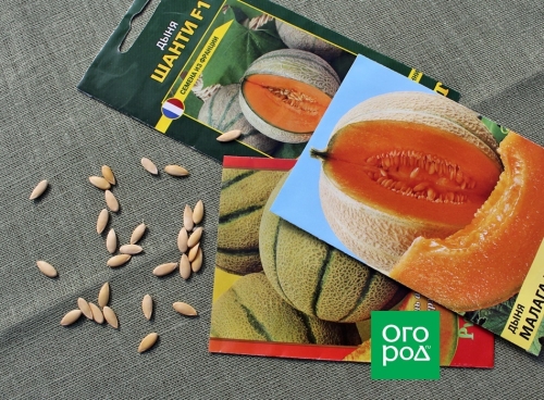 Почему дыня несладкая – 7 основных причин