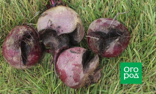 Чем болеет свекла: определяем по урожаю