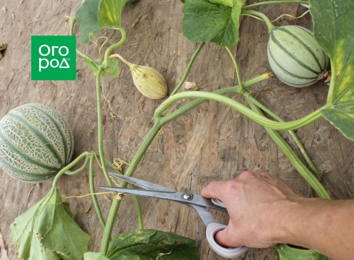 Почему дыня несладкая – 7 основных причин