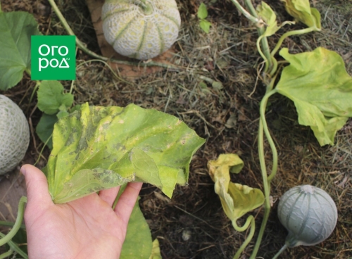 Почему дыня несладкая – 7 основных причин