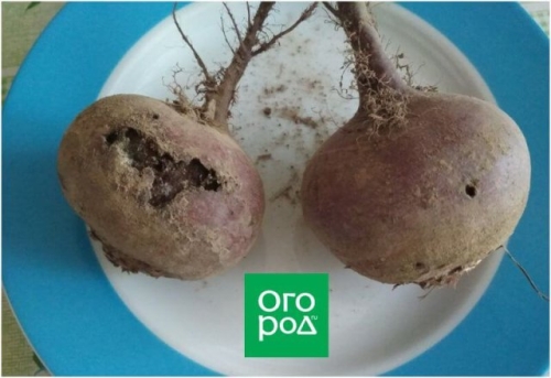 Чем болеет свекла: определяем по урожаю