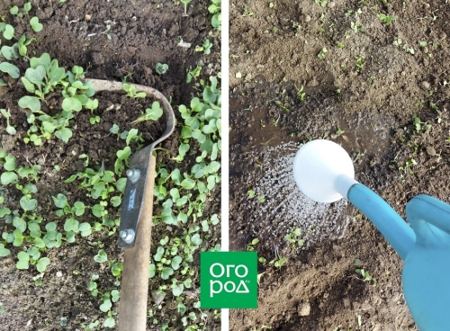 Как подготовить грядки для подзимних посевов: пошаговая инструкция