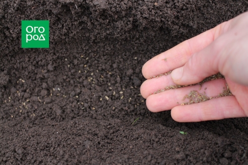 Как подготовить грядки для подзимних посевов: пошаговая инструкция