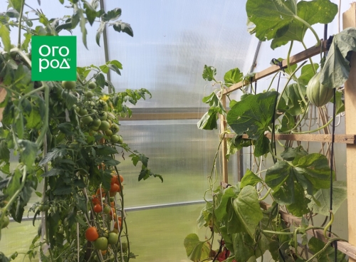 Почему дыня несладкая – 7 основных причин