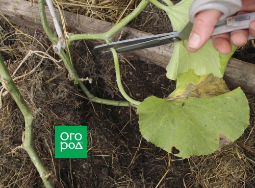 Почему дыня несладкая – 7 основных причин