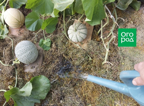 Почему дыня несладкая – 7 основных причин