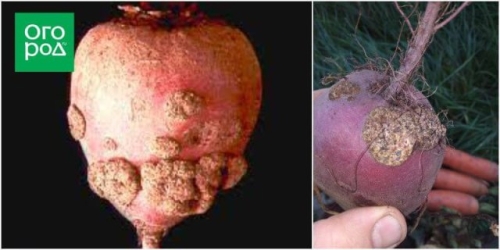 Чем болеет свекла: определяем по урожаю