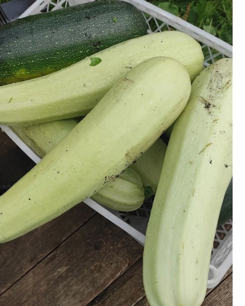 
                                Хранение кабачков: 5 мест, где они долежат до весны                            