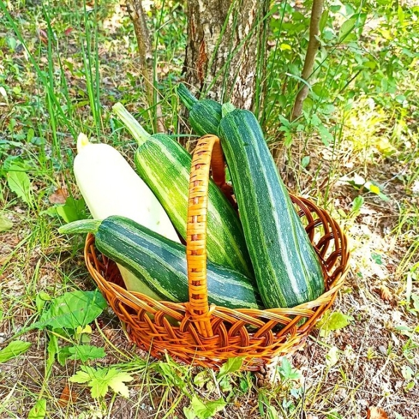 
                                Хранение кабачков: 5 мест, где они долежат до весны                            