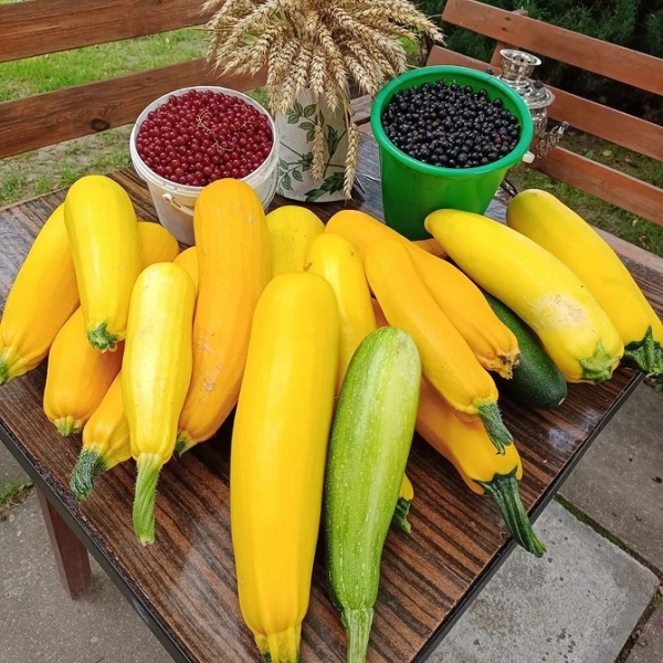 
                                Хранение кабачков: 5 мест, где они долежат до весны                            