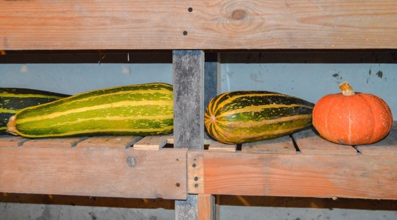 
                                Хранение кабачков: 5 мест, где они долежат до весны                            