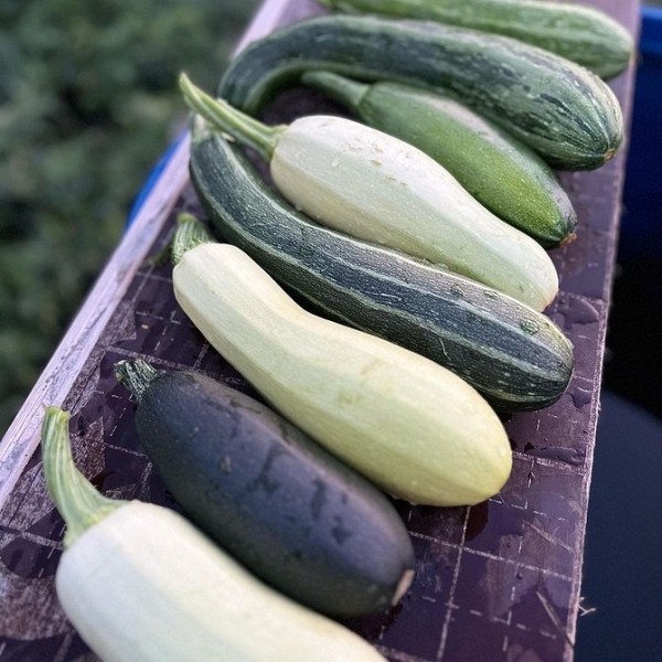 
                                Хранение кабачков: 5 мест, где они долежат до весны                            