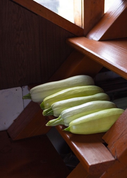 
                                Хранение кабачков: 5 мест, где они долежат до весны                            