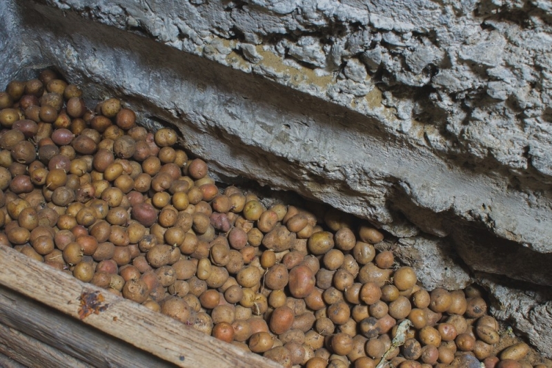 
                                Хранение картошки: 10 разных способов для квартиры и дома (ничего не испортится!)                            