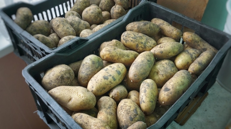 
                                Хранение картошки: 10 разных способов для квартиры и дома (ничего не испортится!)                            