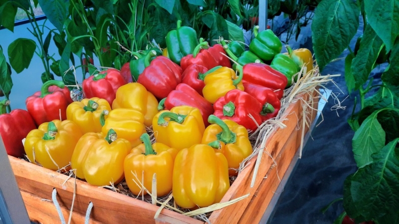 Как хранить перец: 12 способов, чтобы наслаждаться его вкусом долго