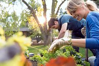 Садоводам напомнили о подготовке картофельных грядок к зиме