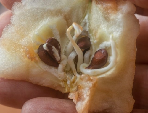 Семена проросли внутри томата – использовать плод или выбрасывать