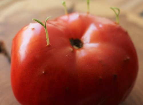 Семена проросли внутри томата – использовать плод или выбрасывать