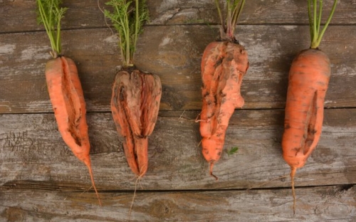 Почему потрескалась морковь: 10 причин
