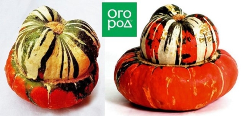 Самые необычные сорта тыквы, кабачков и патиссонов – удиви соседей