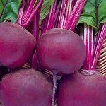 Что можно сажать под зиму – список огородных растений с названиями сортов