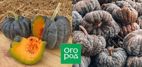 Самые необычные сорта тыквы, кабачков и патиссонов – удиви соседей