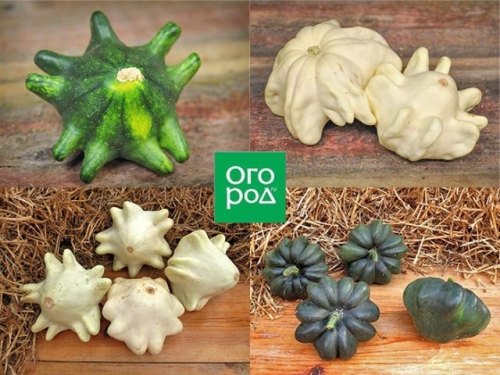 Самые необычные сорта тыквы, кабачков и патиссонов – удиви соседей