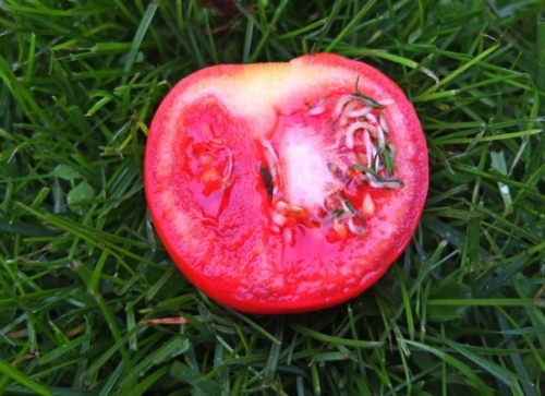 Семена проросли внутри томата – использовать плод или выбрасывать