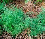 Что можно сажать под зиму – список огородных растений с названиями сортов