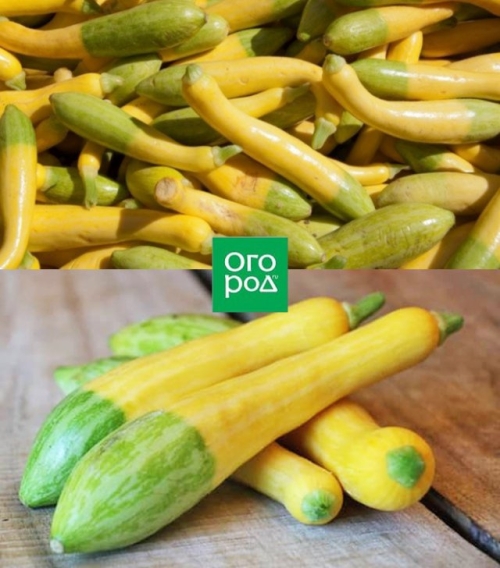 Самые необычные сорта тыквы, кабачков и патиссонов – удиви соседей