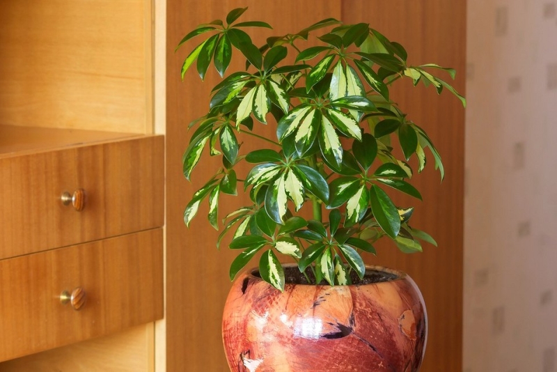 
                                9 эффектных комнатных растений (одного хватит, чтобы изменить интерьер)                            