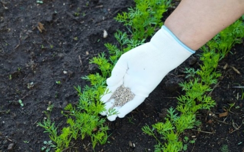 Почему потрескалась морковь: 10 причин