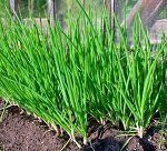 Что можно сажать под зиму – список огородных растений с названиями сортов