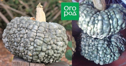 Самые необычные сорта тыквы, кабачков и патиссонов – удиви соседей