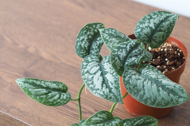 Что поставить на северное окно? 7 лучших растений, которые точно выживут