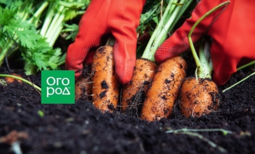 Почему потрескалась морковь: 10 причин