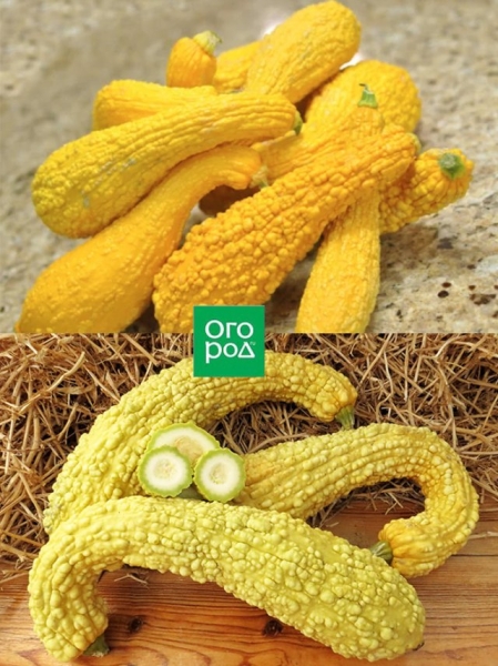 Самые необычные сорта тыквы, кабачков и патиссонов – удиви соседей